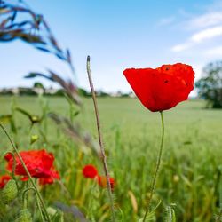 Close-up of red poppy on field against sky