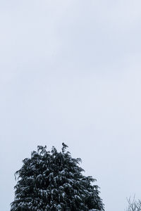 Low angle view of bird perching on tree against clear sky