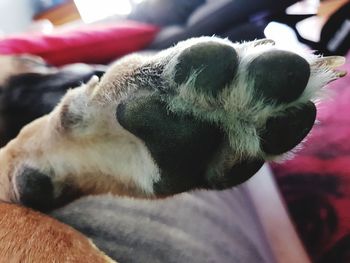 Close-up of a dog at home