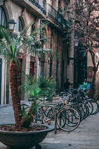 Bicycles on potted plant