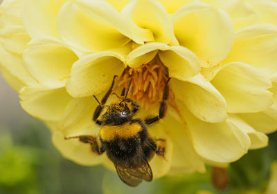 Close-up of bee pollinating on flower