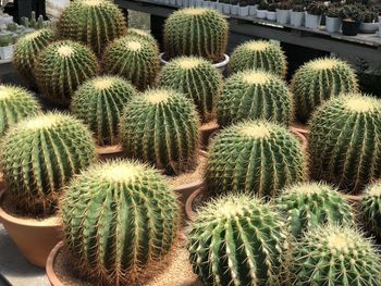 A group of melocactus in clay pot.
