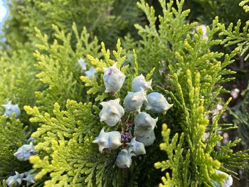 High angle view of white flowering plant
