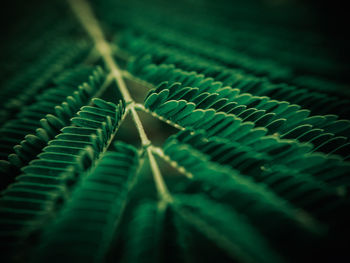 Detail shot of fern leaves