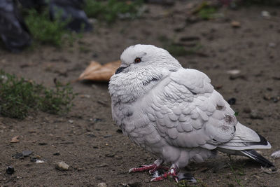 High angle view of pigeon perching on land