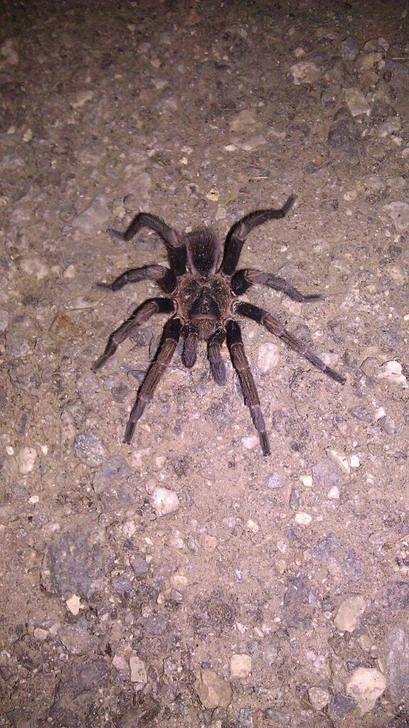 animal themes, one animal, insect, animals in the wild, wildlife, spider, close-up, wall - building feature, high angle view, full length, indoors, animal wing, nature, no people, zoology, day, textured, black color