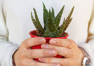 Close-up of woman holding succulent plant