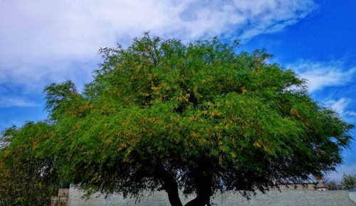 Low angle view of trees against sky