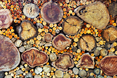 Full frame shot of logs in forest