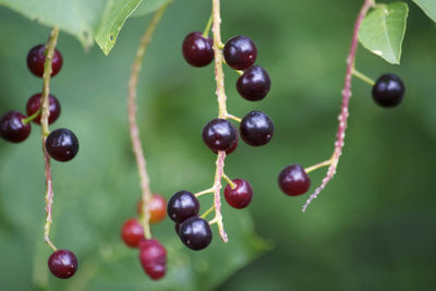 Close-up of berries growing on plant
