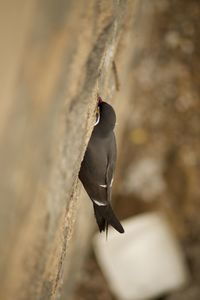 Close-up of bird perching on wall