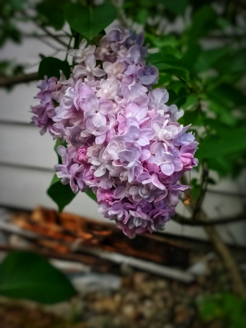 CLOSE-UP OF PURPLE FLOWERING PLANTS