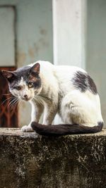 Cat on ledge