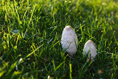 Close-up of mushroom growing in field