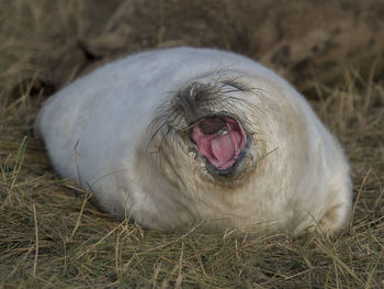 Close-up of grey seal on grassy field