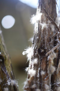 Close-up of tree