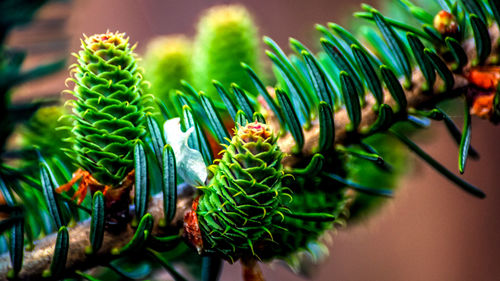 Close-up of succulent plant