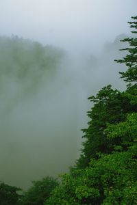 Trees in forest against sky during rainy season