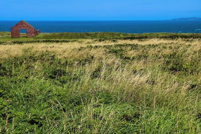 Scenic view of grassy field by sea against clear sky