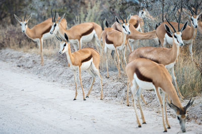 Herd of deer