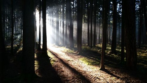 Sun shining through trees in forest