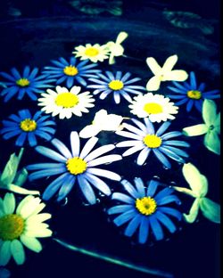 Close-up of white daisy flowers