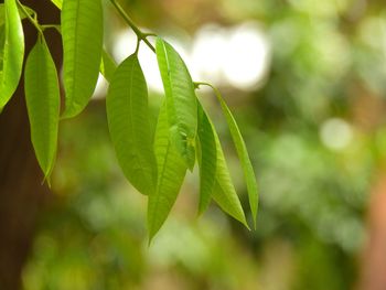 Close-up of leaves against blurred background