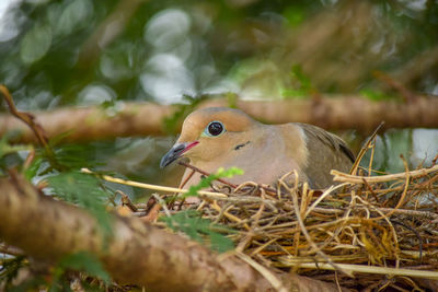 Close-up of a bird perching on branch