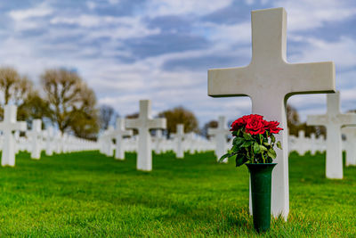 View of a white cross on green grass and a vase with red roses at the margraten american cemetery