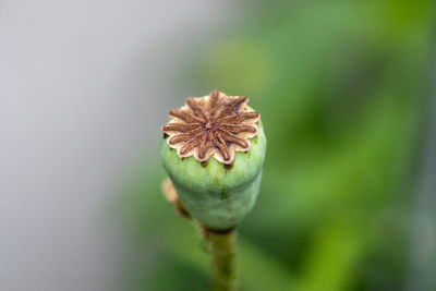 Close-up of flower bud