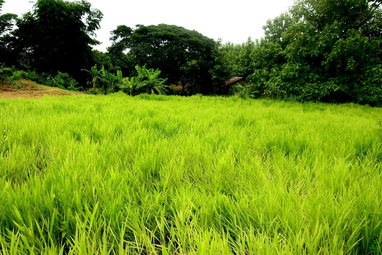 grass, nature, green, landscape, growth, flora, adventure, no people, outdoors, day