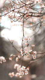Low angle view of cherry blossom on tree