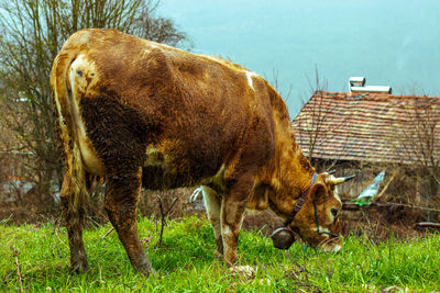 A grazing cow on a lush green pasture, perfect for eid al-adha content.