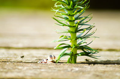 Close-up of plant growing at boardwalk