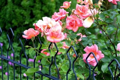 Close-up of pink flowers