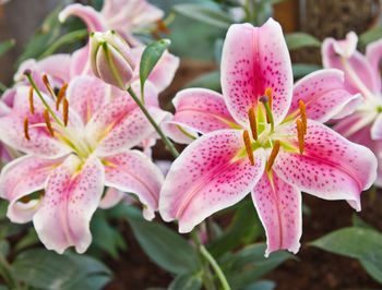 Close-up of pink lilies