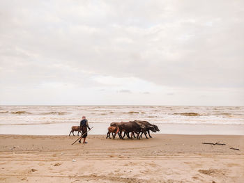 People riding horse on beach