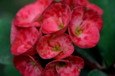 Close-up of flowers blooming outdoors