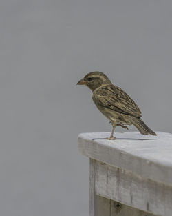 Bird perching on wooden post