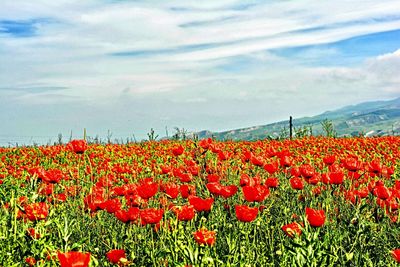 Red poppy flowers blooming on field against sky