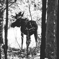 Horse standing on field