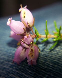 Close up of pink flower