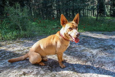 View of a dog on field