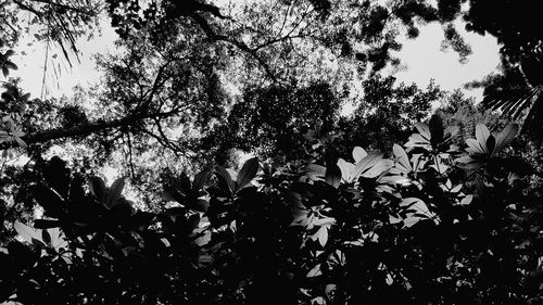 Low angle view of trees against sky