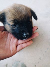 Cropped hand of woman touching puppy