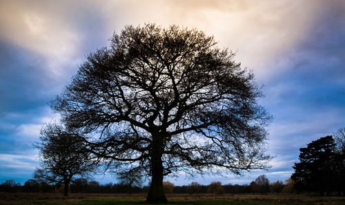 Low angle view of bare tree on field against sky