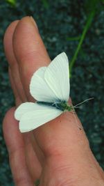 Close-up of cropped hand