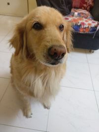 Close-up portrait of golden retriever at home