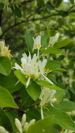 Close-up of white flowers blooming outdoors