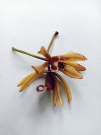 High angle view of yellow flower against white background